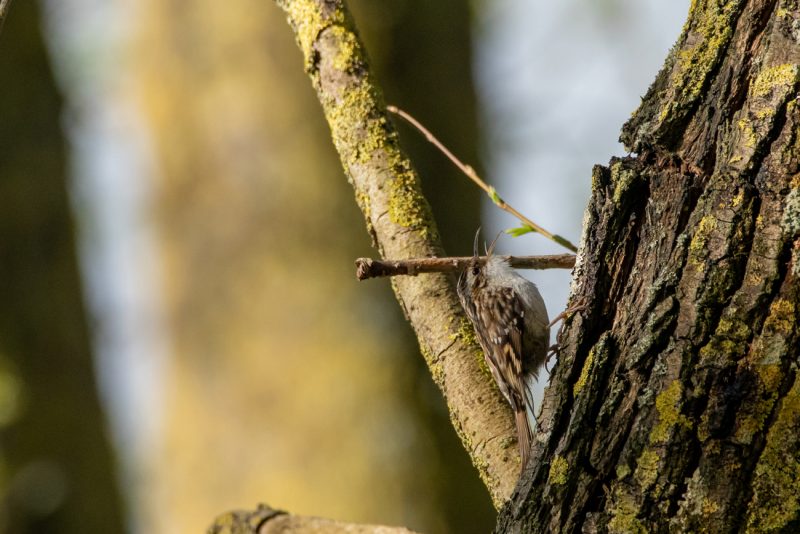 Grimpereau des jardins